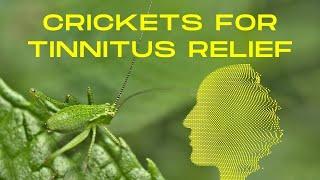 Are Cricket Sounds The New Solution For Tinnitus?