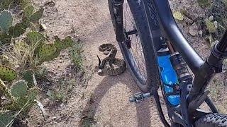 Good sized Rattle Snake on Golder Ranch MTB trail - Oro Valley, AZ