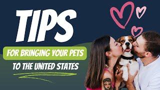 Tips for Couples for Bringing Pets to the United States During Their Immigration Journey