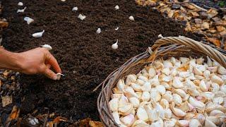 How to Plant Garlic From Start to Finish
