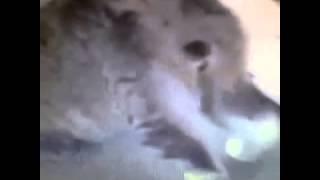 Twerk Cat Funny Vine Video