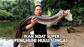 Ikan Sidat super babon penghuni hulu sungai, berhasil mendarat,,edisi camping dan bermalam dihutan