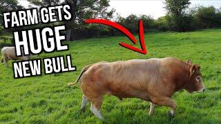 Small Farm Gets A HUGE Pedigree Bull!!