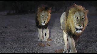 Two Huge New Male Lions Taking Control of the North  (Mongawane Males)