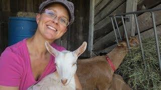 The Best Dairy Goats for Homesteading!