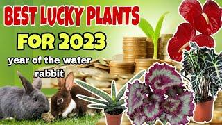 LUCKY PLANTS FOR 2023: 12 Swerteng Halaman for Year of the Water Rabbit!