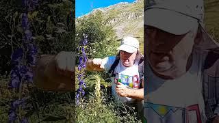 El Aconitum: La Planta Más Venenosa de Europa. ¿Conoces Estas Dos Especies? ️