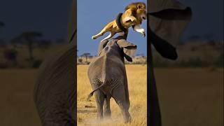 الحيوانات المفترسة: النهاية الحتمية الأسد الذي هاجم  الفيل #الحيوانات #animals #lion