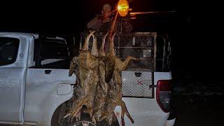 Night Varminting 35 Jackals and 4 Porcupines in South Africa - Trailer!