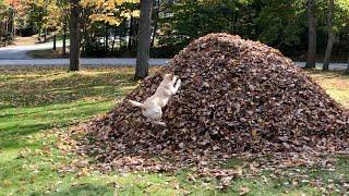 Stella Exits Car, Enters Leaf Pile