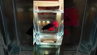 JDT SI IKAN LAGA #shorts #ikanlaga #bettafish #ikanlagamalaysia #bettafishlover #fishtank #fishworld