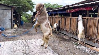 KAMBING RAKSASA KANDANG REYOT 