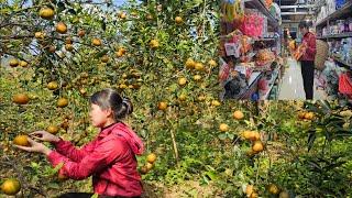 Tam picks oranges and sells them at the market to get money to buy milk and toys for baby Binh.