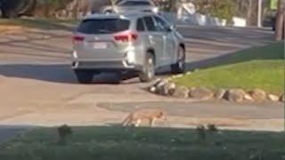 Woman attacked by coyote in the middle of the day in Weymouth, Massachusetts