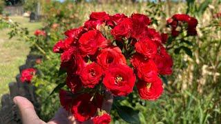 Don Juan rose it blooms for the second time this year / Don Žuan ruža drugi put cveta ove godine 