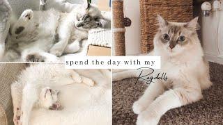 A Day In The Life Of My Ragdoll Kittens + Q&A~ What Cats Do All day