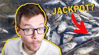 How To Kill One Million Fish and Make a Marvelous Profit Over it?