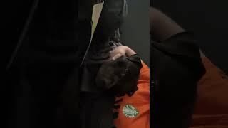 The puppy take down#dog #puppy #headscratches #cute
