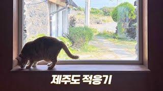 ️제주도 와서 제일 놀라운 점! | 고양이들의 미친 적응력 | 베베집사 제주살이 vlog