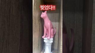 고질병 구내염 퇴치하러 갔는데,병원 인테리어에 계속 다니기로 ㅋㅋㅋㅋ#cat #병원#hospital#강아지 #shorts