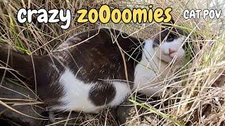 BIG Fight LIZARD vs CAT: Negrito's Crazy Zoomies