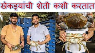 खेकड्यांची शेती कशी करतात | खेकडा शेती वसई | Crab farming in Vasai | Vasai