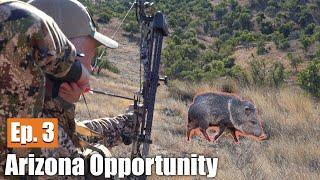 HUNTING JAVELINA WITH A BOW: Arizona Opportunity Hunt (Ep. 3)