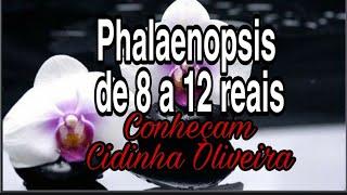 PHALAENOPSIS POR 8 REAIS  /PHALAENOPSIS MANIA