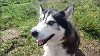 Husky Is So Clever And He Knows It!