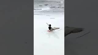 Curing for ducks  #ohcanada #curling #animals #mileycyrus