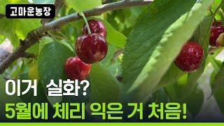 아니, 5월인데 체리가 벌써 익었어요! - 고마운농장