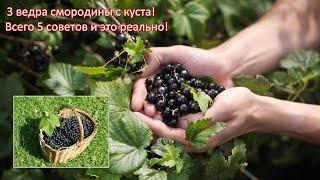 Устанете собирать смородину! 5 советов, как повысить урожай смородины, которые реально работают!