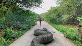 Biggest Snake Ever Found in Real Life HD Video |TB FILMS