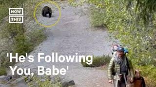 Bear Stalks Family Along Hiking Trail 