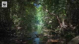 Gudjuda Elder Uncle Eddie Smallwood shares his Voice with you | WWF-Australia