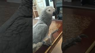 Жако Маргоша обучает человека  #жако #жакопопугай #говорящийпопугай #дрессировка #умныйпопугай #я