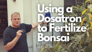 Using a Dosatron to Fertilize Bonsai