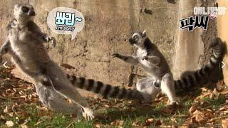 나한테 꼬리치지마 냄새나니까ㅣDid you know smell is important to the ring-tailed lemur?