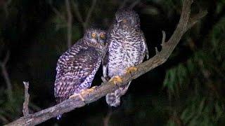 Powerful Owl - Pair Bonding Behaviour