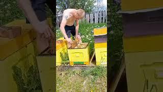 #карника #природа #пчелы #лето2024 #bee
