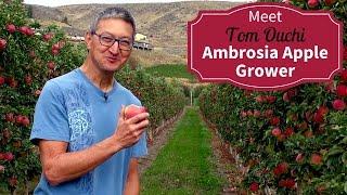 Meet Your BC Ambrosia Apple Growers - Tom Ouchi