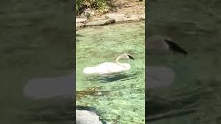 Beautiful Philadelphia Zoo Trumpeter Swan in Slow Motion (for ZoovisitorMM)