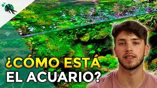 ASÍ ENCUENTRO el acuario a los 3 MESES - Actualización Acuario Plantado de Aquascaping Mayo 2023