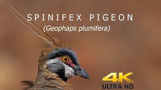 Spinifex Pigeon 4K Short Film.