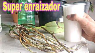 Super enraizador natural para orquídeas