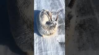Животные замерзают на дорогах