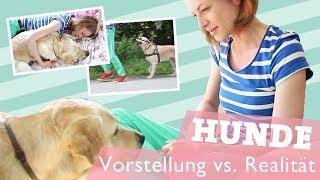 Vorstellung vs. Realität   Leben MIT Hund | Hundebesitzer Alltag mein Hund