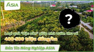 Nhà vườn thu lời 400-500 triệu đồng/ha nhờ loại quả đặc sản| Sinh Học Châu Á #news #tintuc #farming