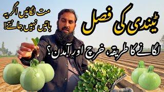 Tindi Farming | High Production Ka Raaz | Apple Gourd Ki Bahtareen Fasal Kaise Lein? | Kissan Guide