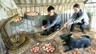 Brave female hunter uses bare hands to catch giant python - How Smart Dog Was Afraid of Anaconda?